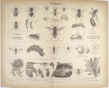 [rycina, ok. 1878] Hautflugler. [błonkoskrzydłe]