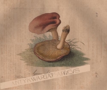 [rycina, 1821]Agaricus glutinosus. Das Kuhmaul, Schleimpilz. [klejówka kleista]
