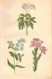 [rycina, 1873] Anemone Nemorosa [Zawilec gajowy] Myosotis Dissitiflora [Niezapominajka] Menziesia Empetriformis [wrzosowate]
