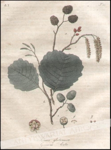 [rycina, 1821] Alnus glutinosa. Gemeine Erle [Olsza czarna]