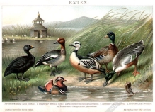 [rycina, 1893] Enten [kaczki]