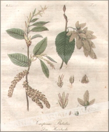 [rycina, 1821] Carpinus Betuluss. Die Hainbuche [Grab pospolity]