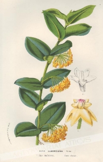 [rycina, ok.1880] Hoya Cumingiana [rodzina Toinowate]