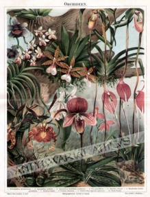 [rycina, 1896] Orchideen [Storczyki]