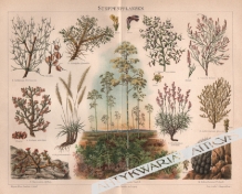 [rycina, 1897] Steppenpflanzen [rośliny stepowe]