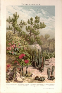 [rycina, 1894] Euphorbiaceen  [kaktusy]
