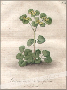 [rycina, 1821] Chysosplenum alternifolium. Milzkraut. [Śledziennica skrętolistna]