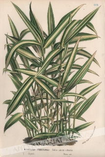 [rycina, ok.1880] Bambusa Fortunei [rodzina wiechlinowate, trawy]