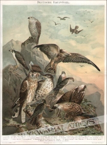 [rycina, 1897] Deutsche Raubvogel  [ptaki drapieżne]