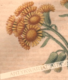 [rycina, 1821] Cineraria palustris. Sumpt Aschenkraut. [starzec błotny, astrowate]