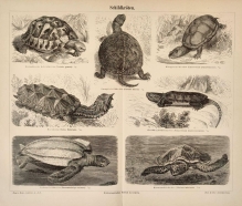[rycina, ok. 1889] Schildkröten. [żółwie]