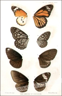 [rycina, 1883] New Species of Eupleoeinae [motyle]