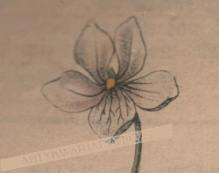 [rycina, 1821] Viola palustris. Sumpfveilchen. [Fiołek błotny]