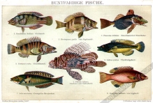 [rycina, 1893] Buntfarbige fische [ryby wielobarwne]