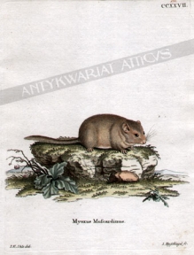 [rycina, ok.1775] Myoxus Muscardinus [Orzesznica]