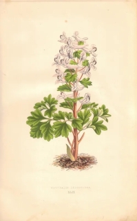 [rycina, 1873] Corydalis densiflora [Kokorycz]