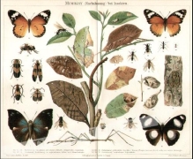 [rycina, 1897] Mimikry (Nachahmung) bei Insekten  [mimikra wśród owadów]
