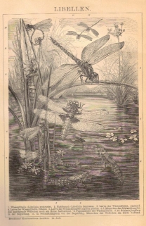 [rycina, ok. 1895] Libellen [ważki]