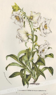 [rycina, 1852] Campanula Persicifolia Coronata [Dzwonek brzoskwiniolistny]