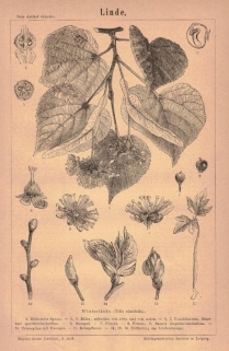 [rycina, 1877] Linde  [Lipa drobnolistna]