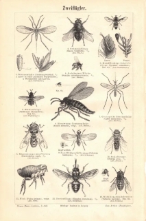 [rycina, ok. 1897] Zweiflugler [dwukrzydłe]