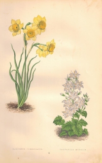 [rycina, 1873] Narcissus Juncifolius (Narcyz żonkil) Campanula Muralis (Dzwonek dalmatyński)