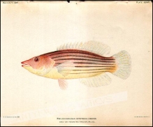 [rycina, 1905]. Pseudocheilinus Octotaenia Jenkins. About one and one- half times Natural size.