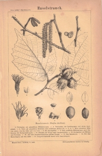 [rycina, 1875] Haselstrauch. [leszczyna pospolita, orzech laskowy]