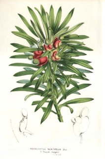 [rycina, 1852] Podocarpus Neriifolia  [zastrzalinowate]