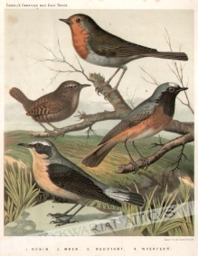 [rycina, ok. 1880] 1. Robin  2. Wren  3. Redstart  4.  Wheatear