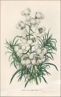 [rycina, ok. 1880] Calceolaria Alba [rodzina trędownikowate]