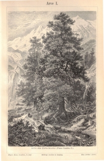 [rycina, ok. 1895] Arve oder Zirbelkiefer (Pinus Cembra L.) I-II [sosna]