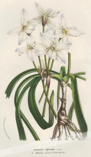 [rycina, ok. 1854] Triteleia Uniflora [rodzina szparagowate]