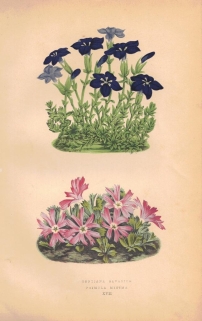 [rycina, 1873] Gentiana Bavarica, Primula Minima (Goryczka bawarska, Pierwiosnek maleńki)
