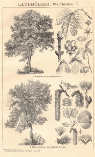 [ryciny, 1902] Laubholzer: I-VI [drzewa liściaste]