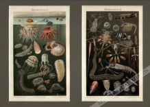 [rycina, 1899] Meeresfauna I-II [fauna morska]