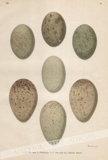 [rycina, 1900] [jaja ptaków europejskich]