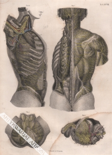 [rycina] Die Nerven an der hintern, seitlichen und untern Flache des Rumpfes (tab.XXVII)