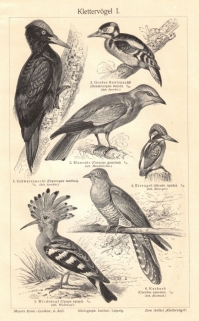 [rycina, 1896] Kletternvogel I.-II.  [dzięciołowate]
