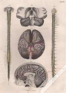 [rycina] Das Gehirn (mit seinen Arterien) und das Ruckenmark (tab.XXIV)