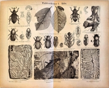 [rycina, 1878] Waldverderber I (Kafer) [szkodniki drzew, chrząszcze]
