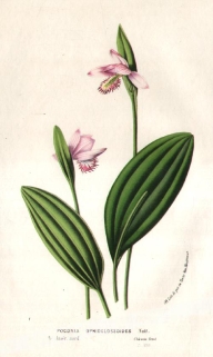 [rycina, 1850] Pogonia Ophiossoides