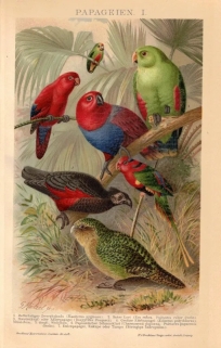 [ryciny, 1903] Papageien I-III [papugi]