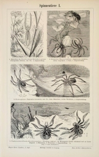 [ryciny, 1897]  Spinnentiere I-II. [pająkowate]