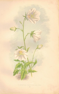 [rycina, 1873] Campanula Carpatica  β  Alba (Dzwonek karpacki)