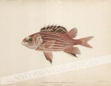[rycina, 1905] Holocentrus Diadema (Lacepede). Ala - ihi.