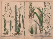 [rycina, 1887] Triandria Digynia [rośliny zbożowe]
