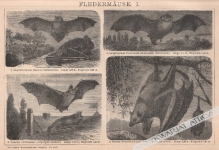 [rycina, 1893] Fledermause. I.-II. [nietoperze]
