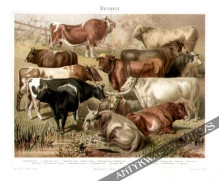 [rycina, 1897] Rinder [rasy bydła]