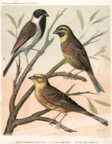 [rycina, ok. 1880] 1. Black-Headed Bunting [trznadel czarnogłowy, Emberiza melanocephala] 2. Cirl Bunting [cierlik, Emberiza cirlus] 3. Yellow Bunting [trznadel żółty, Emberiza sulphurata]